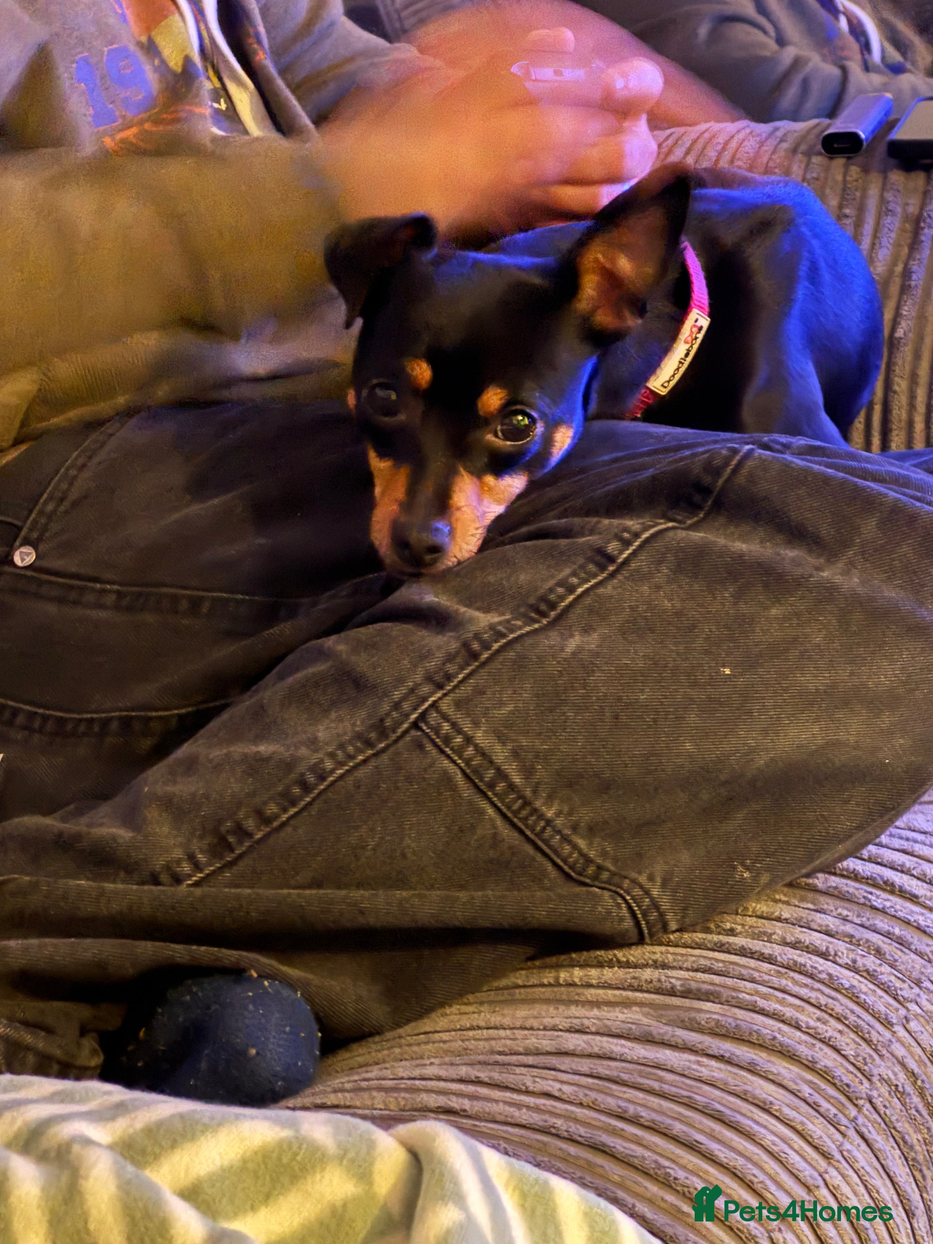 Miniature Pinscher dogs Miniature Pinscher female - Advert 1