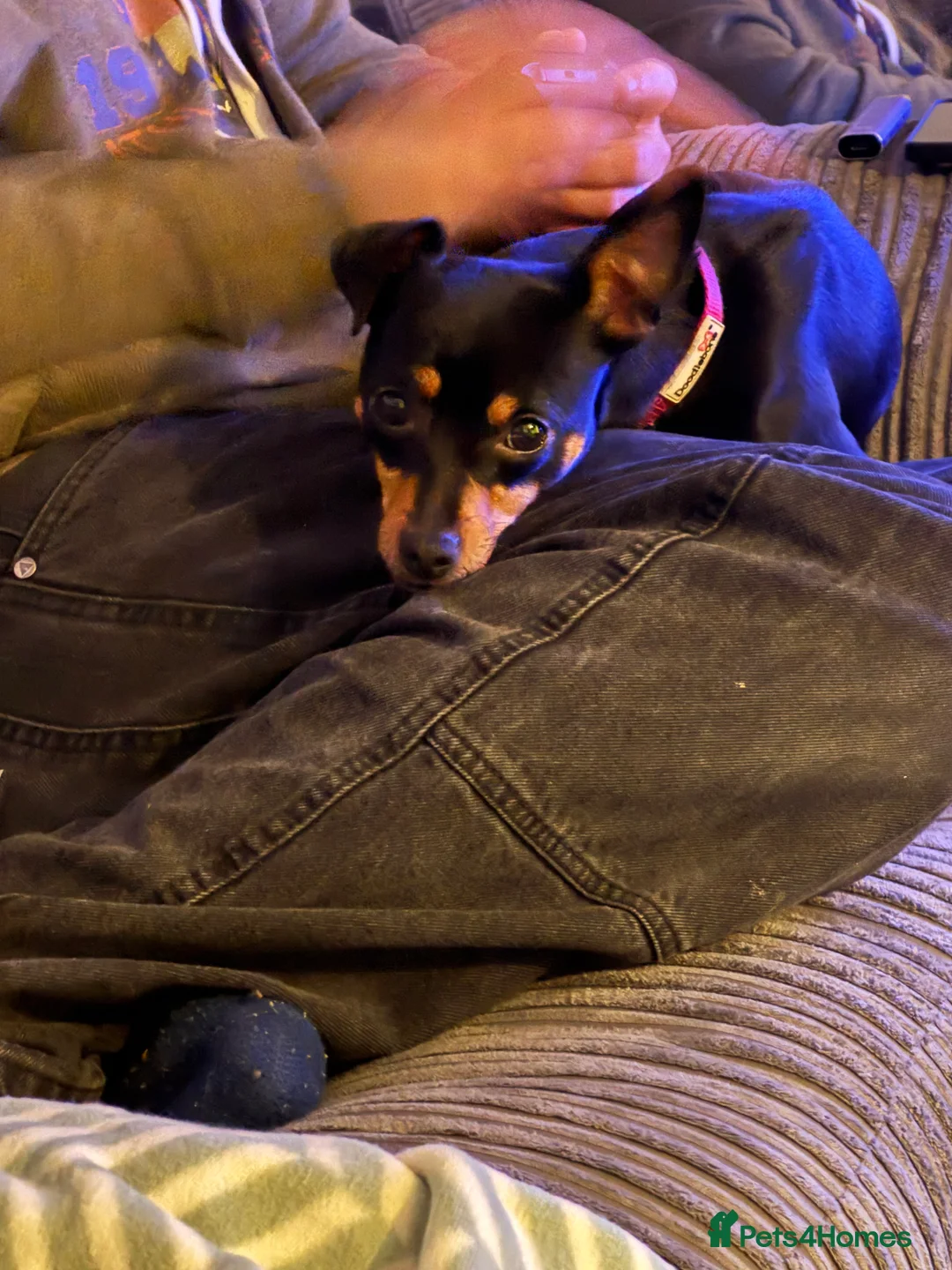 Miniature Pinscher dogs for sale: Miniature Pinscher female - Advert 1