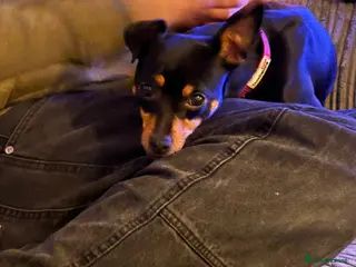 Miniature Pinscher dogs Miniature Pinscher female - Advert 1