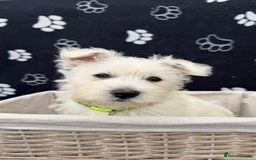 West Highland Terrier dogs for sale: West White Highland Terrier - KC registered  - Image 5