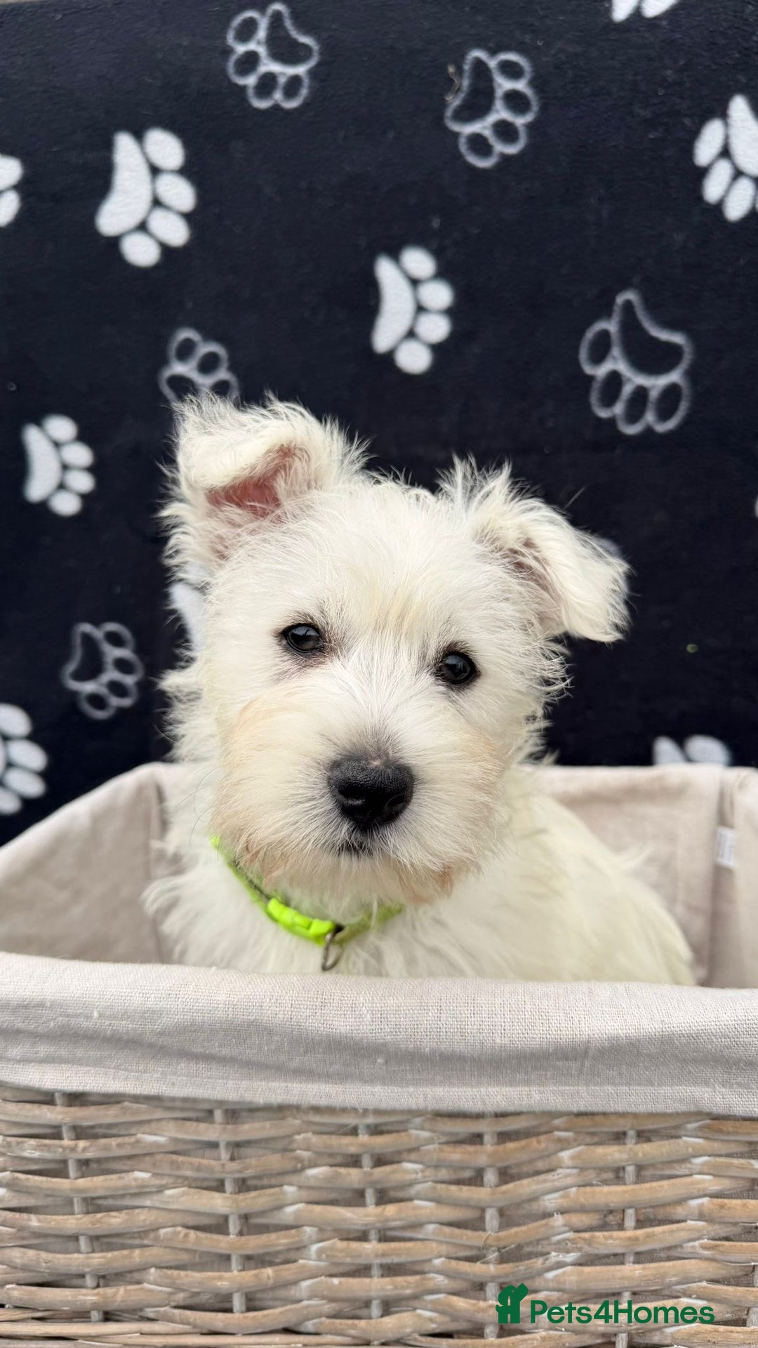 West Highland Terrier dogs for sale: West White Highland Terrier - KC registered  - Image 5