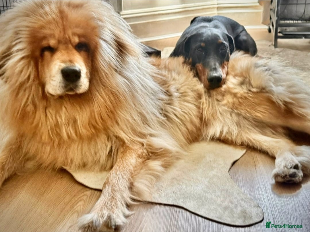 Tibetan Mastiff dogs for sale: Tibetan Mastiff Gentle Giants Champion Bloodlines  - Advert 11