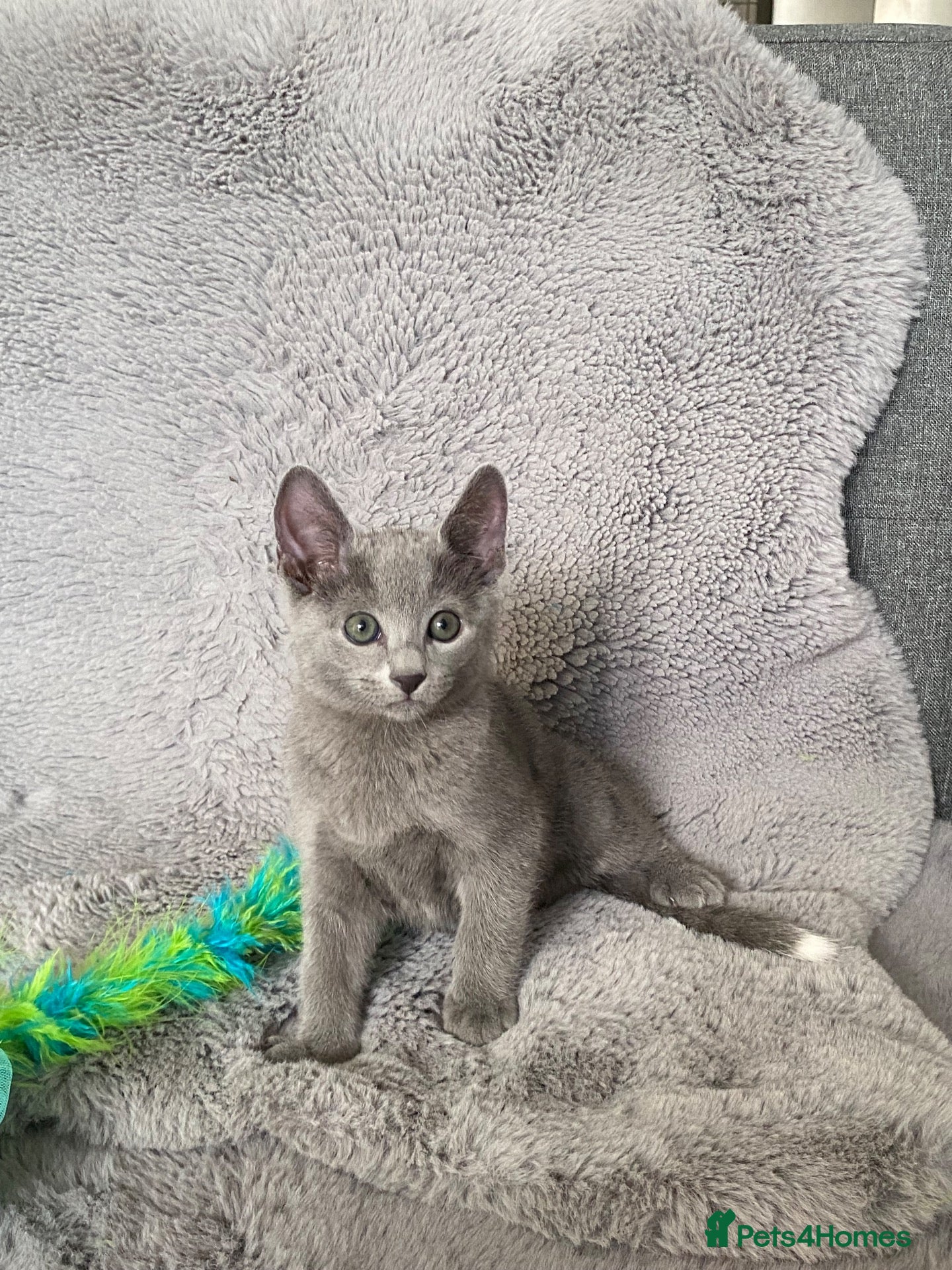 Russian Blue cats Russian Blue  - Advert 2
