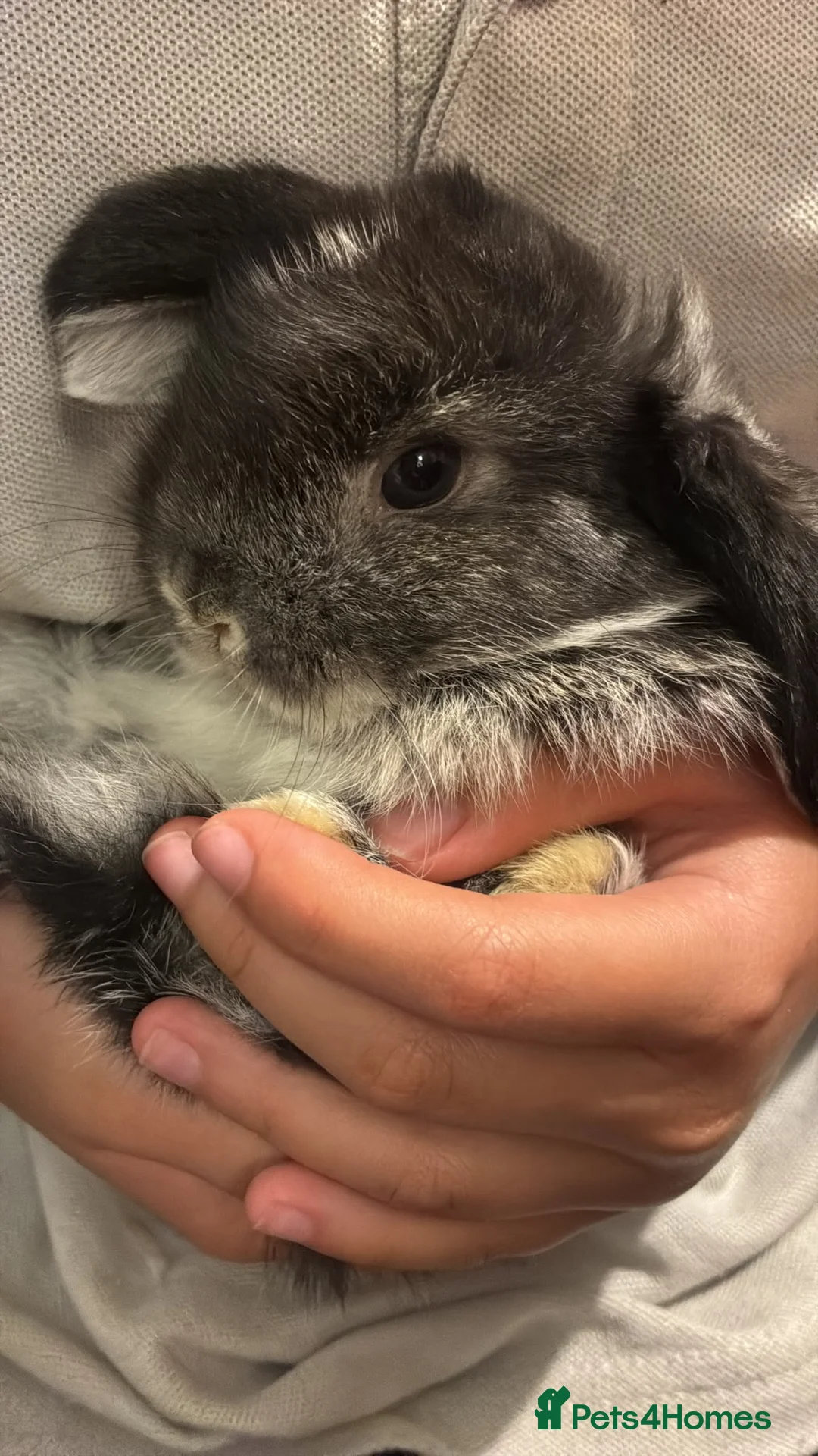 Mini Lop rabbits for sale: Healthy fluffy mini lop  - Advert 2
