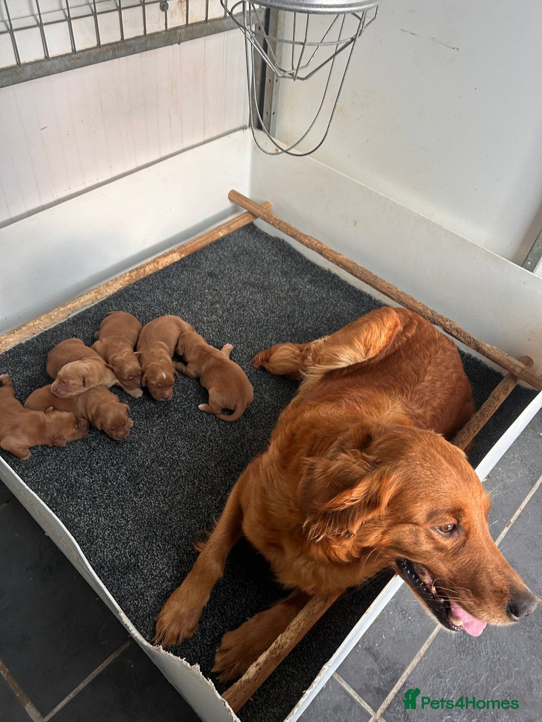 Golden Retriever dogs for sale: Dark Red Working Golden Retriever puppies  - Advert 6