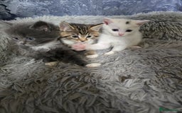 British Longhair cats for sale: 🐾 ADORABLE KITTENS FOR SALE 🐾 - Image 1