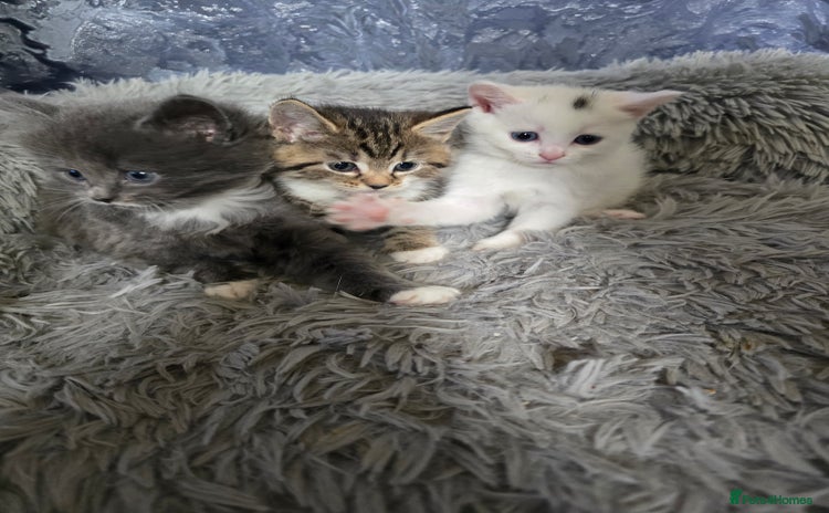 British Longhair cats - Advert 1