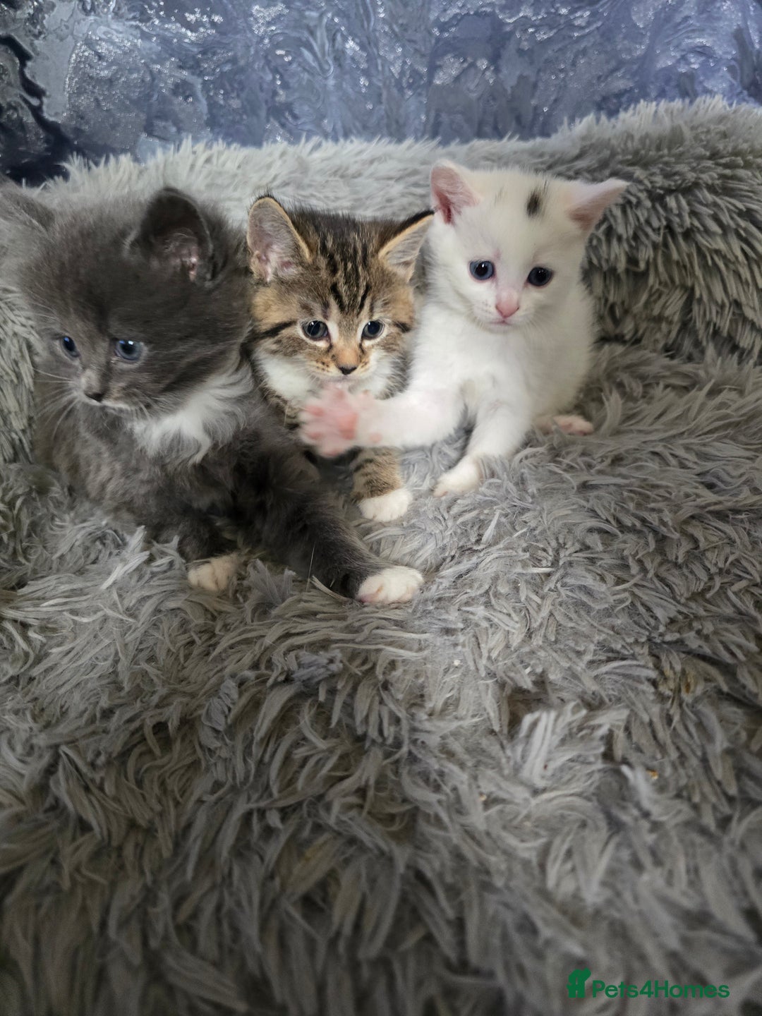 British Longhair cats for sale: 🐾 ADORABLE KITTENS FOR SALE 🐾 - Image 1