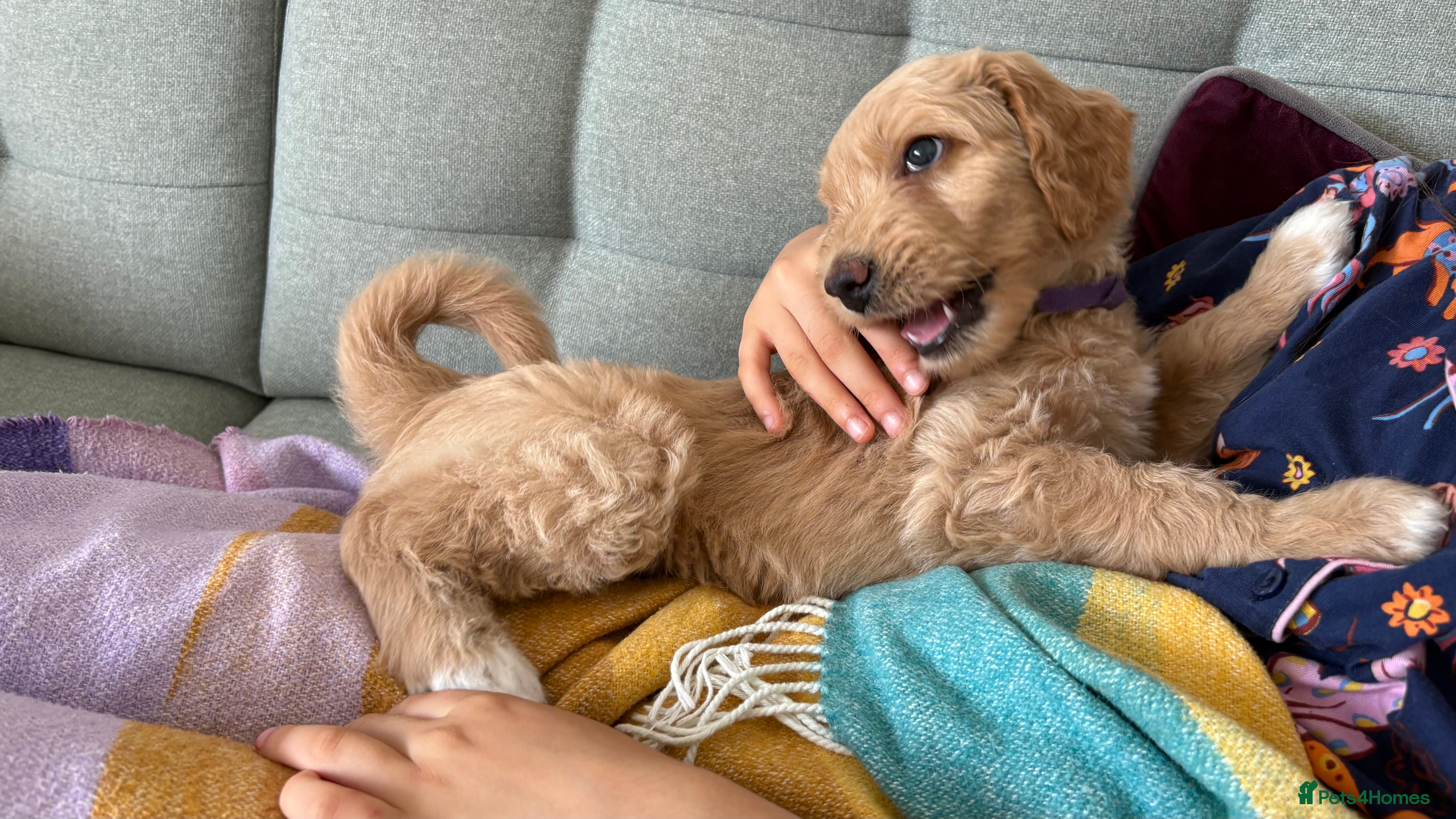 Goldendoodle dogs Golden doodle puppies from a loving home - Advert 2