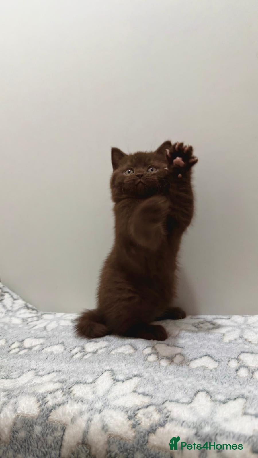 British Shorthair cats Gccf Chocolate & lilac British shorthair kittens  - Advert 16