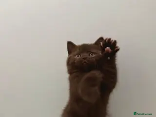 British Shorthair cats Gccf Chocolate & lilac British shorthair kittens - Advert 16
