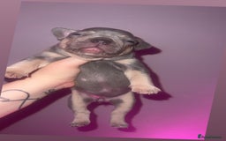 French Bulldog dogs for sale: French Bulldog Puppies  - Image 17