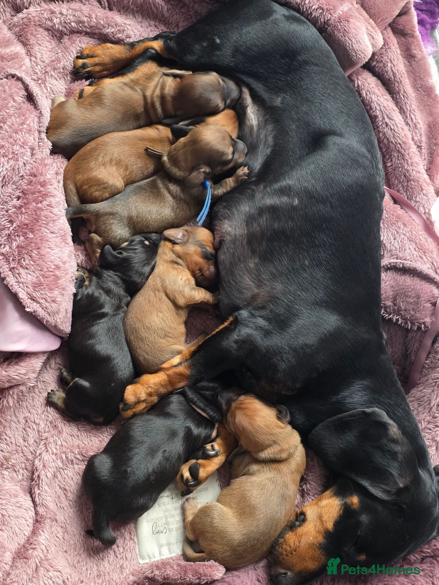 Dachshund dogs Miniature dachshund  - Advert 2