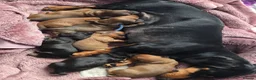 Dachshund dogs for sale: Miniature dachshund  in Kilmarnock - Advert 1