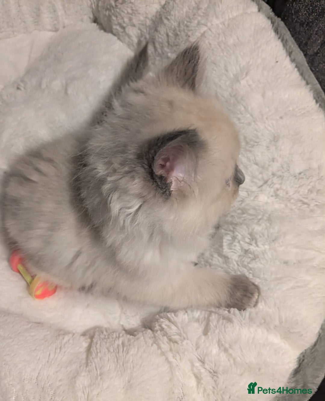 Ragdoll cats for sale: 💕💛GCCF Registered 💛💕Pedigree Ragdoll kittens - Image 13