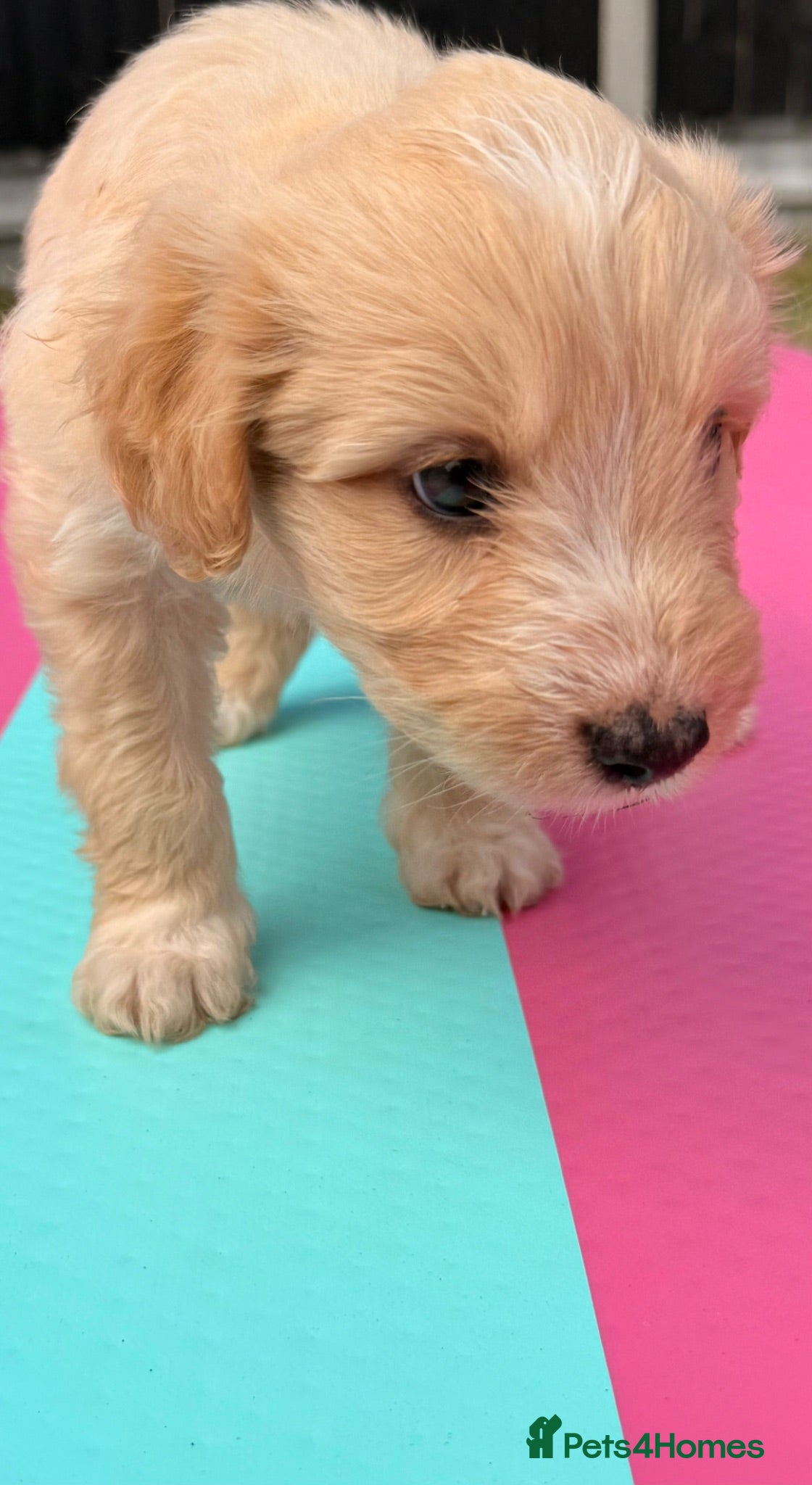 Australian Labradoodle dogs Australian double doodle puppies  - Advert 2