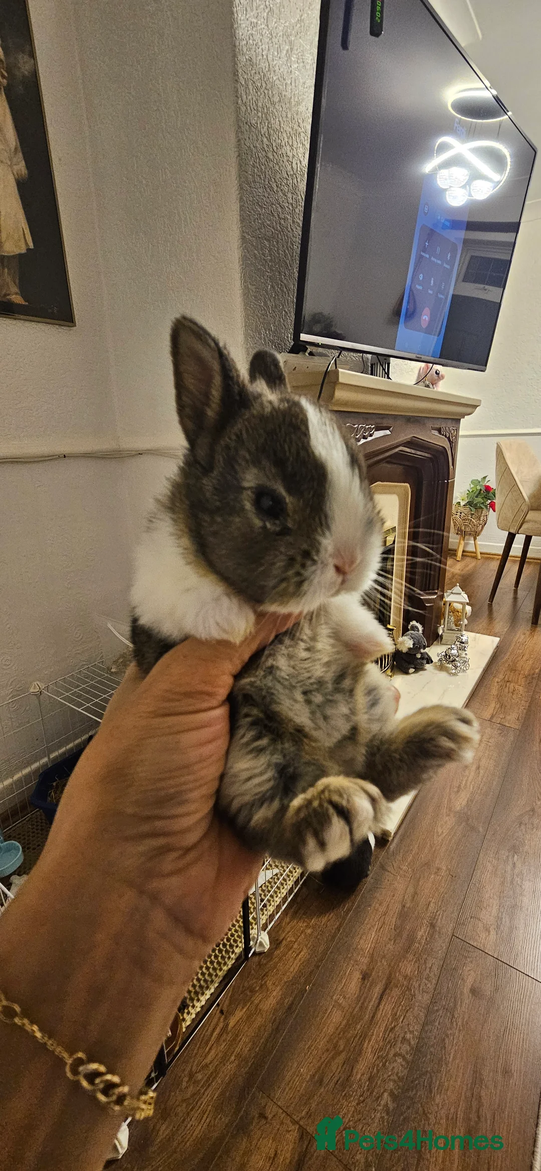 Mixed Breed rabbits for sale: They are all boys  😊 - Advert 4