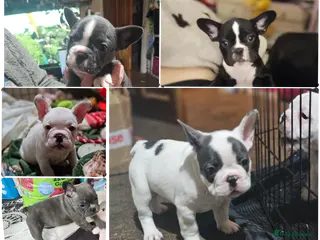 French Bulldog dogs Frenchie puppies almost ready - Advert 18