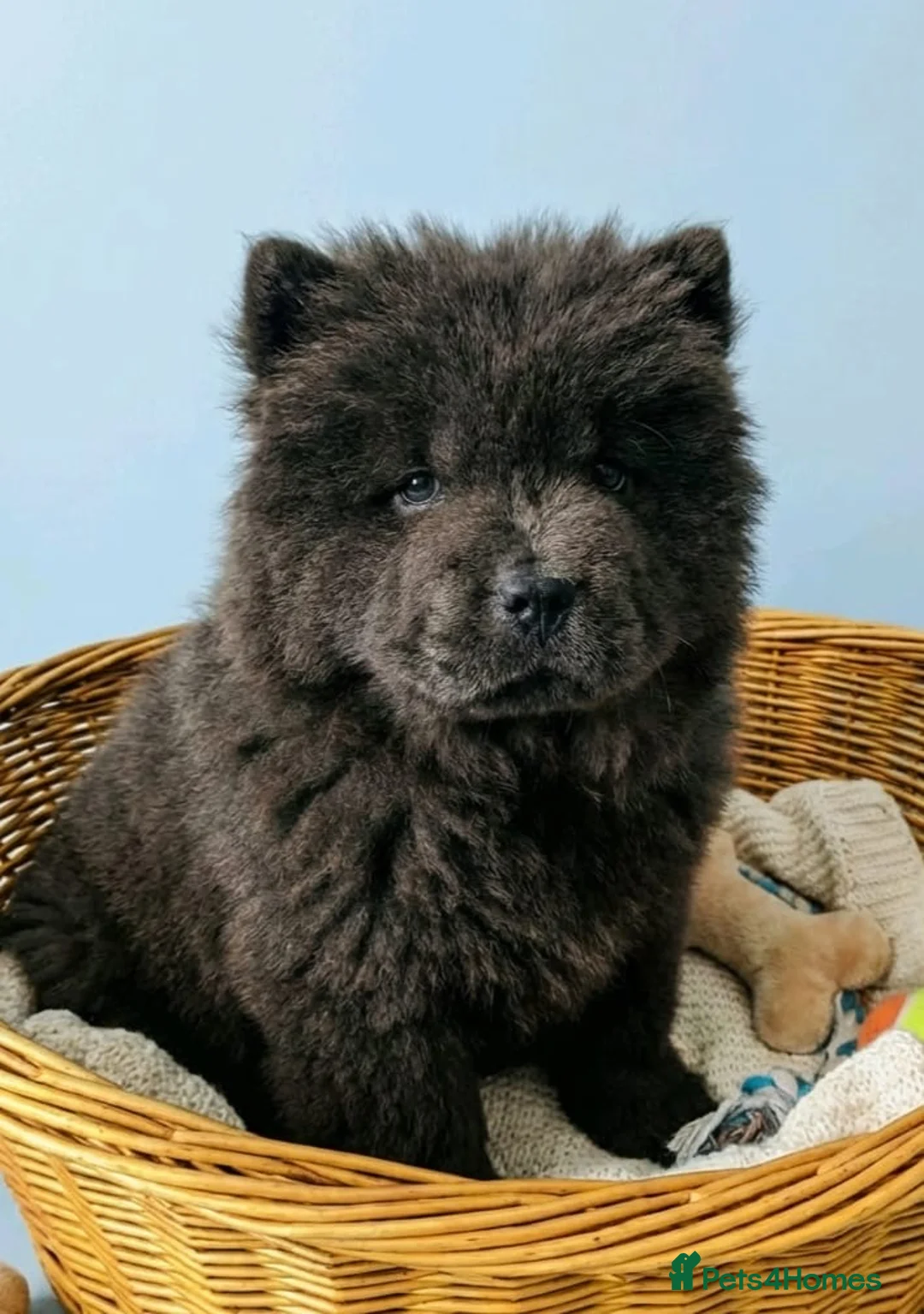 Chow Chow dogs for sale: RKC reg Chow chow puppies  - Advert 3