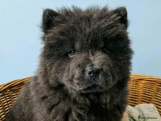 Chow Chow dogs RKC reg Chow chow puppies - Advert 7