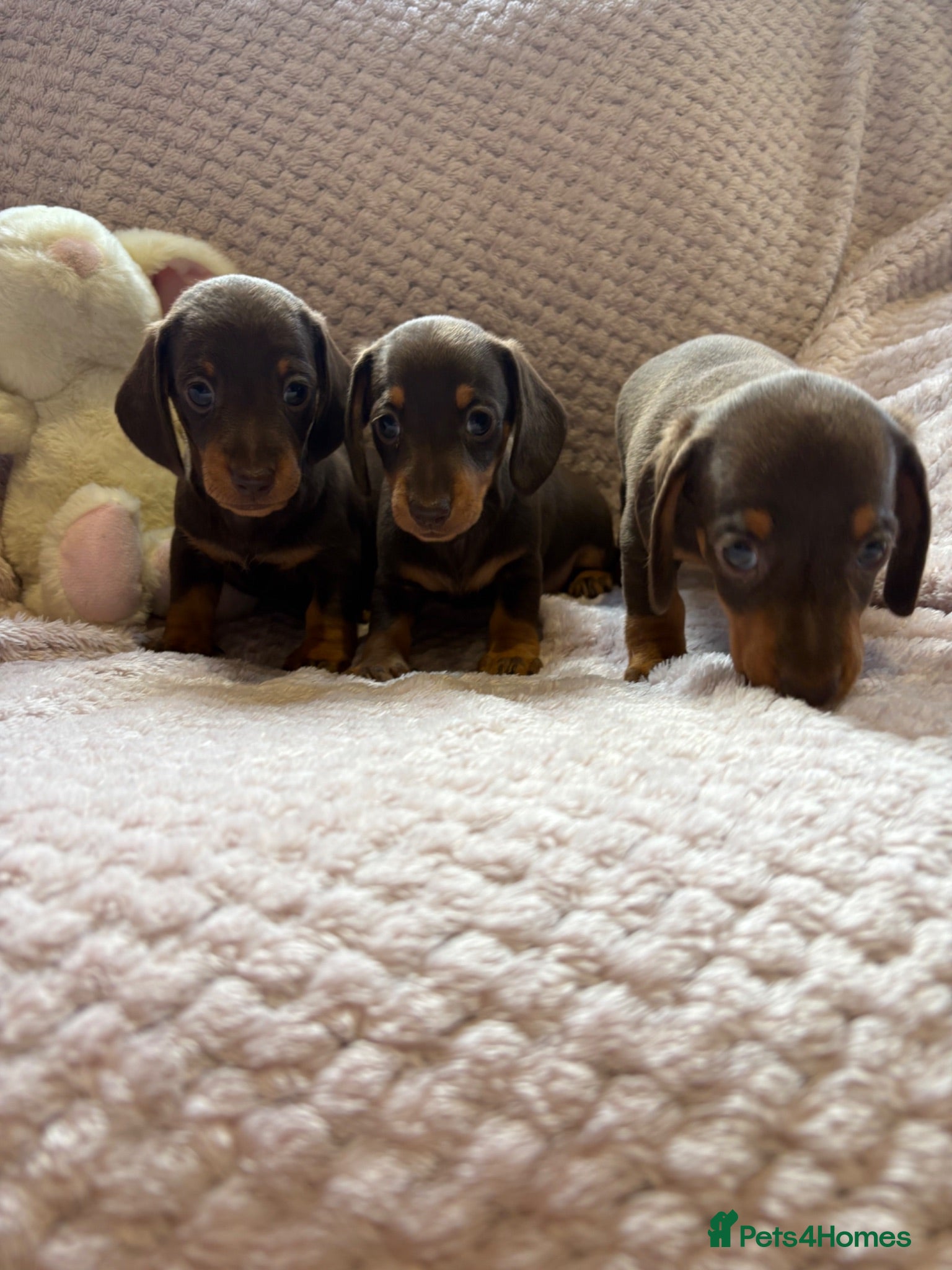 Miniature Dachshund dogs True miniature dachshund puppies  - Advert 1