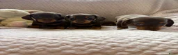 Miniature Dachshund dogs for sale: True miniature dachshund puppies  - Advert 1