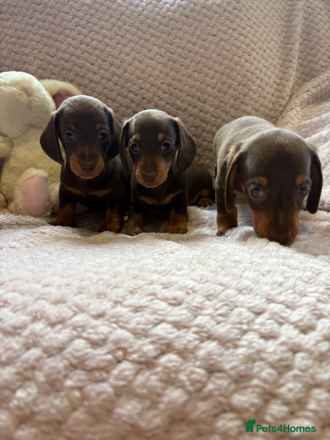 Miniature Dachshund dogs for sale: True miniature dachshund puppies  - Advert 1