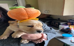 Goldador dogs for sale: Goldador - Image 14