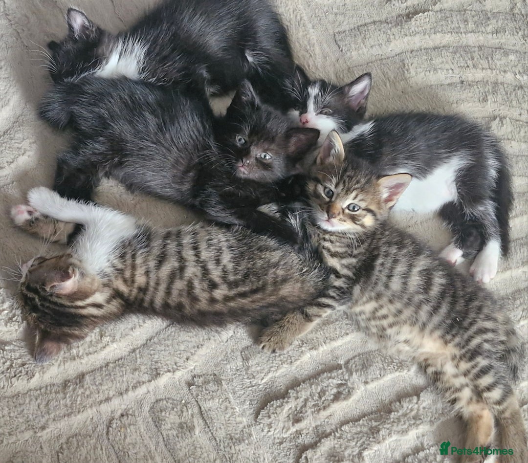 Mixed Breed cats for sale: Kittens - Image 2