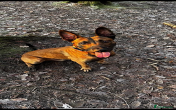 Belgian Shepherd Dog dogs for sale: Belgian Malinois Zeus age 4  - Image 1