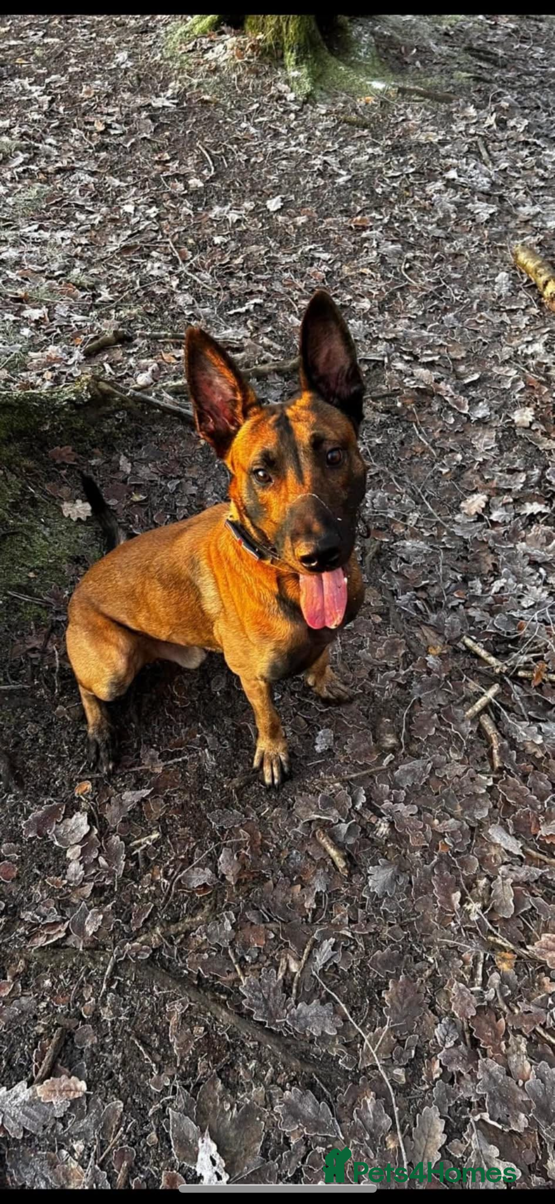 Belgian Shepherd Dog dogs for sale: Belgian Malinois Zeus age 4  - Image 1