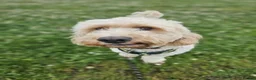 Cockapoo dogs for stud: F1 Cockapoo For Stud in Motherwell - Advert 2