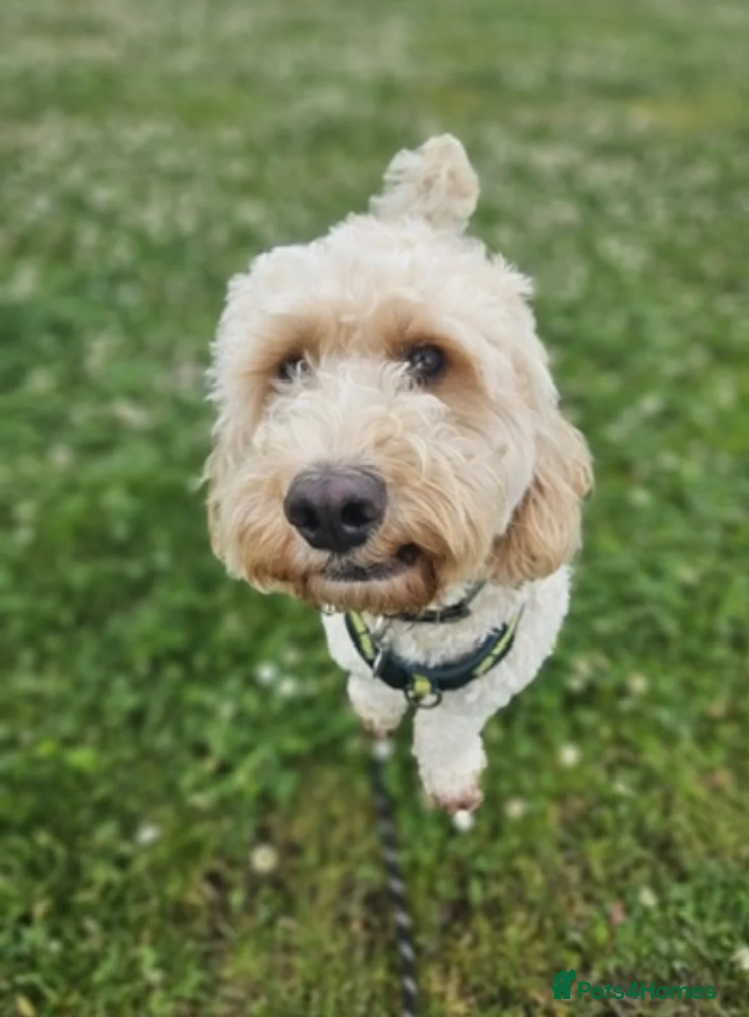Cockapoo dogs for stud: F1 Cockapoo For Stud in Motherwell - Advert 2
