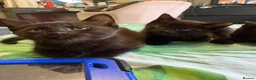 Bengal cats for sale: Black Bengal cross Kittens in Pentre - Advert 13