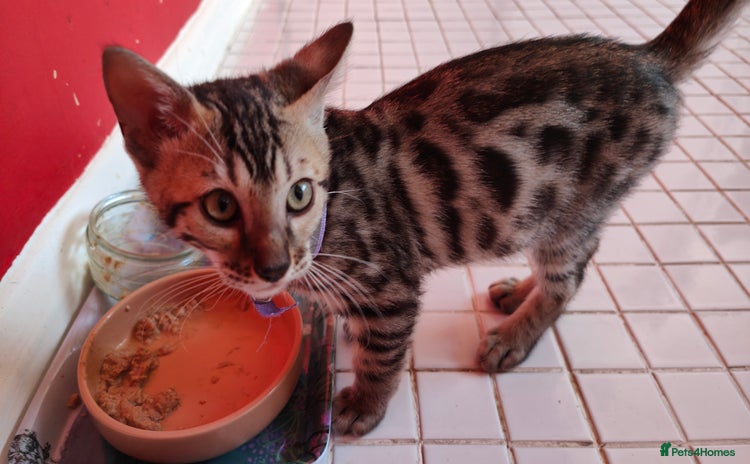 Bengal cats - Advert 1