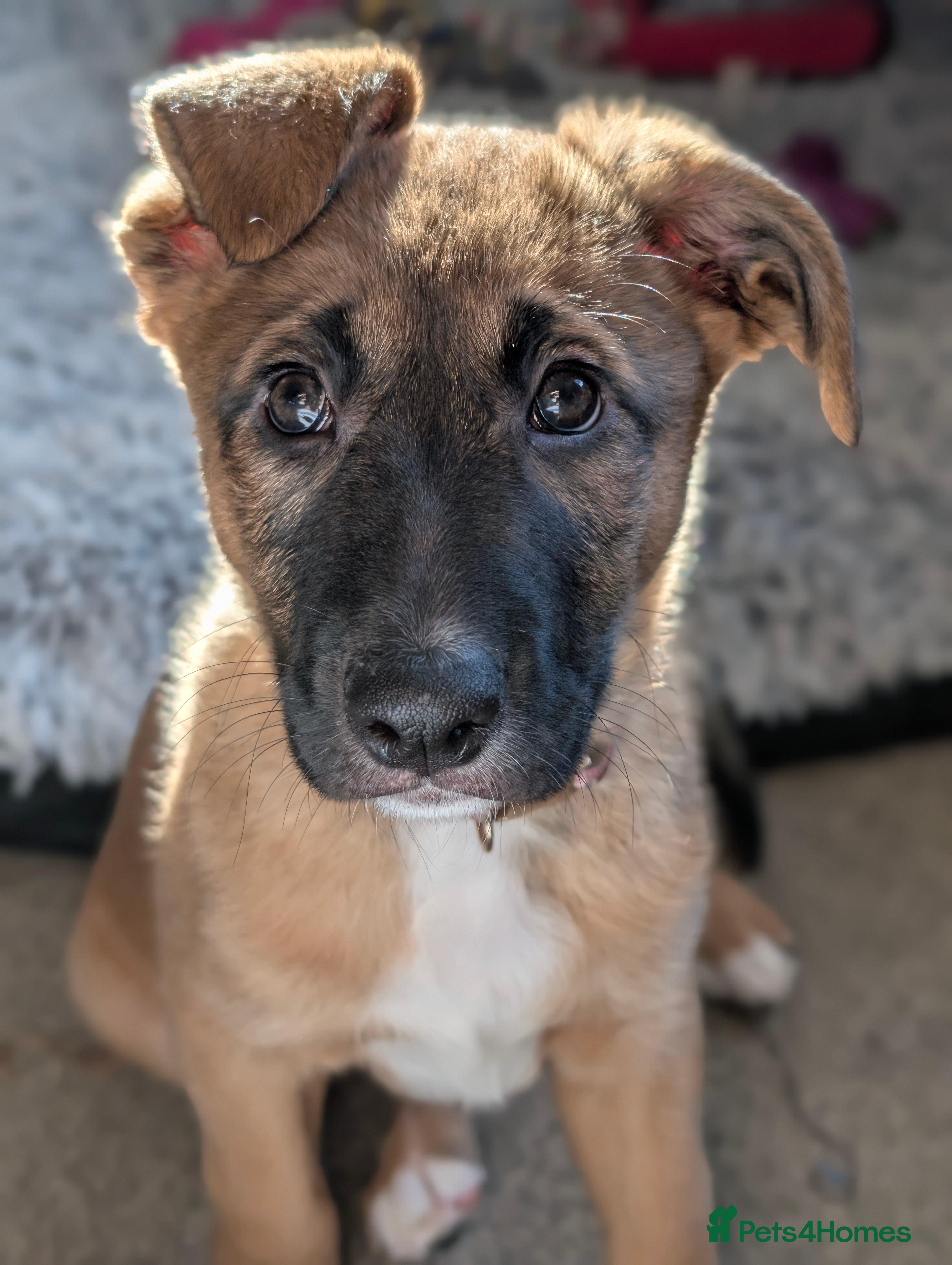 Mixed Breed dogs Belgian Malinois x Border Collie - Advert 17