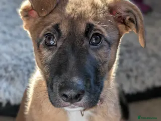 Mixed Breed dogs Belgian Malinois x Border Collie - Advert 17