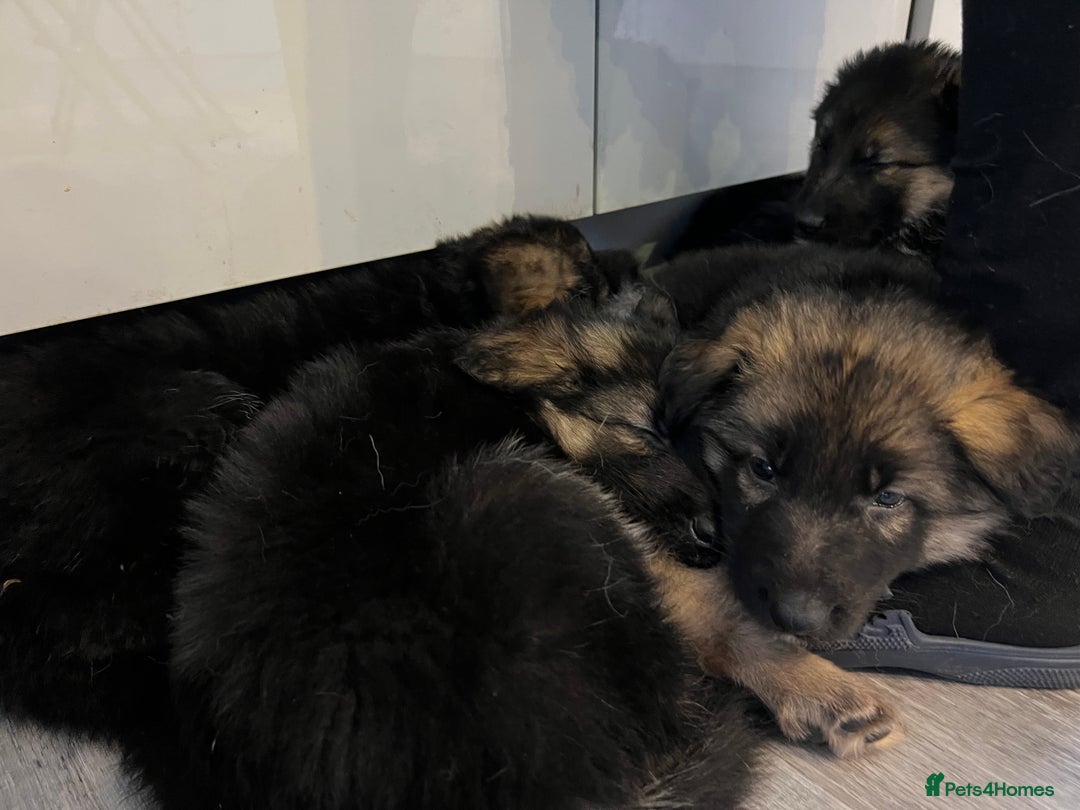 German Shepherd dogs for sale: German Shepherd  - Advert 12