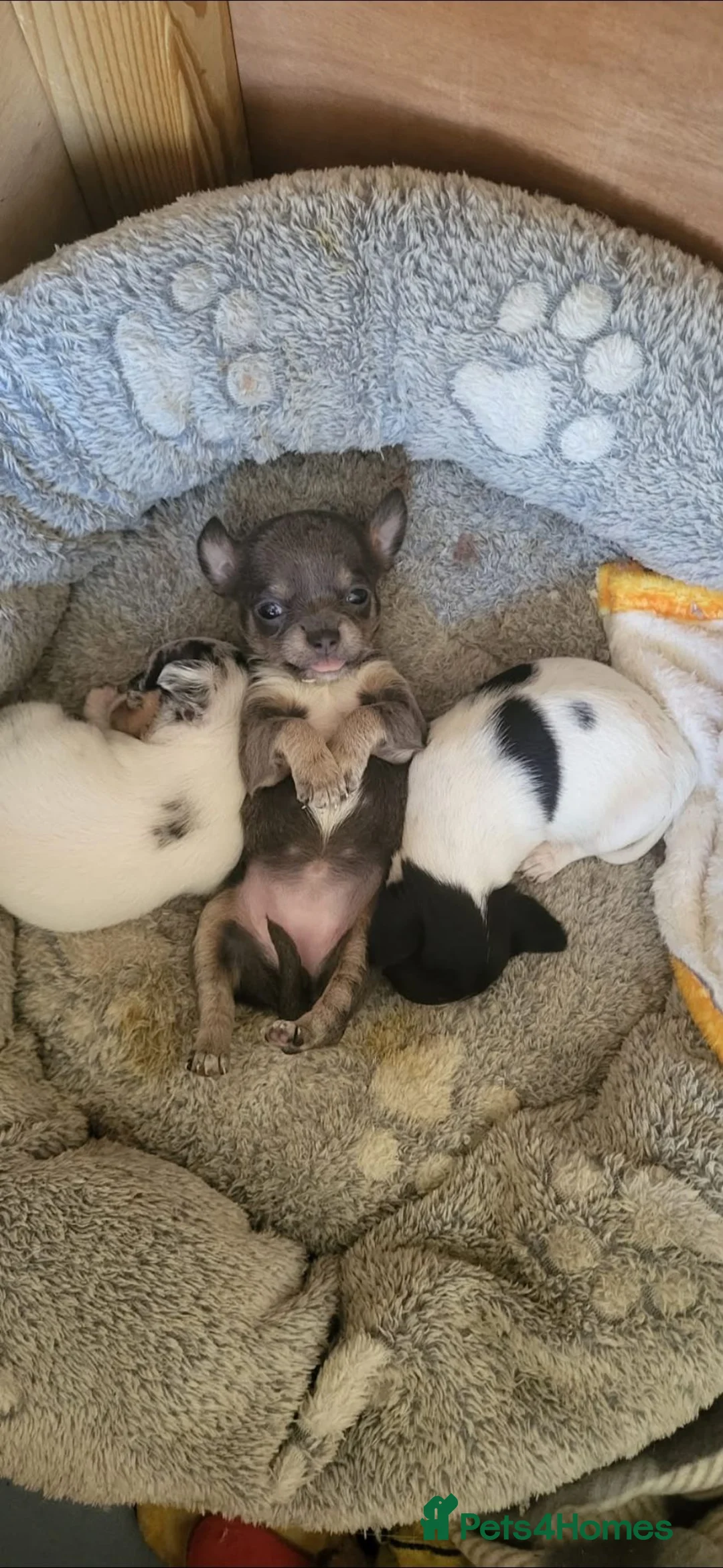 Chihuahua dogs for sale: Beautiful unique chihuahuas  - Advert 2