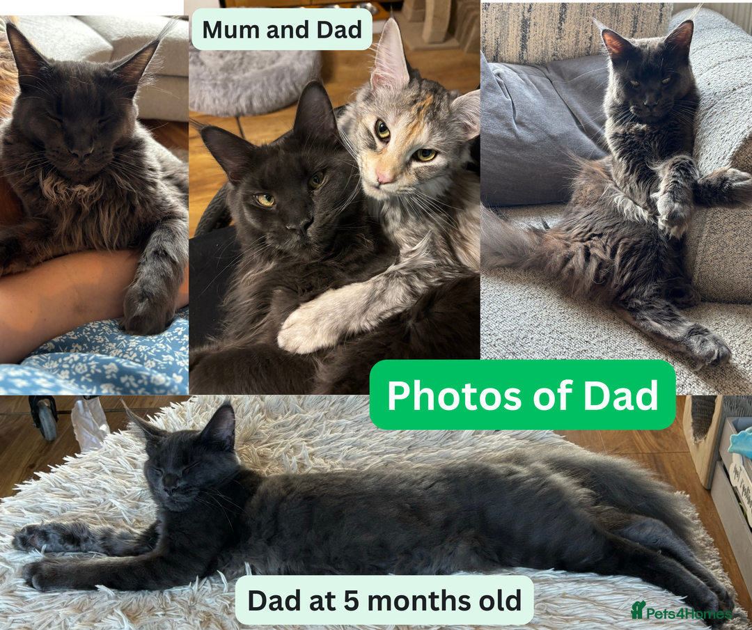 Maine Coon cats for sale: TICA REGISTERED MAINE COON KITTENS - Advert 4