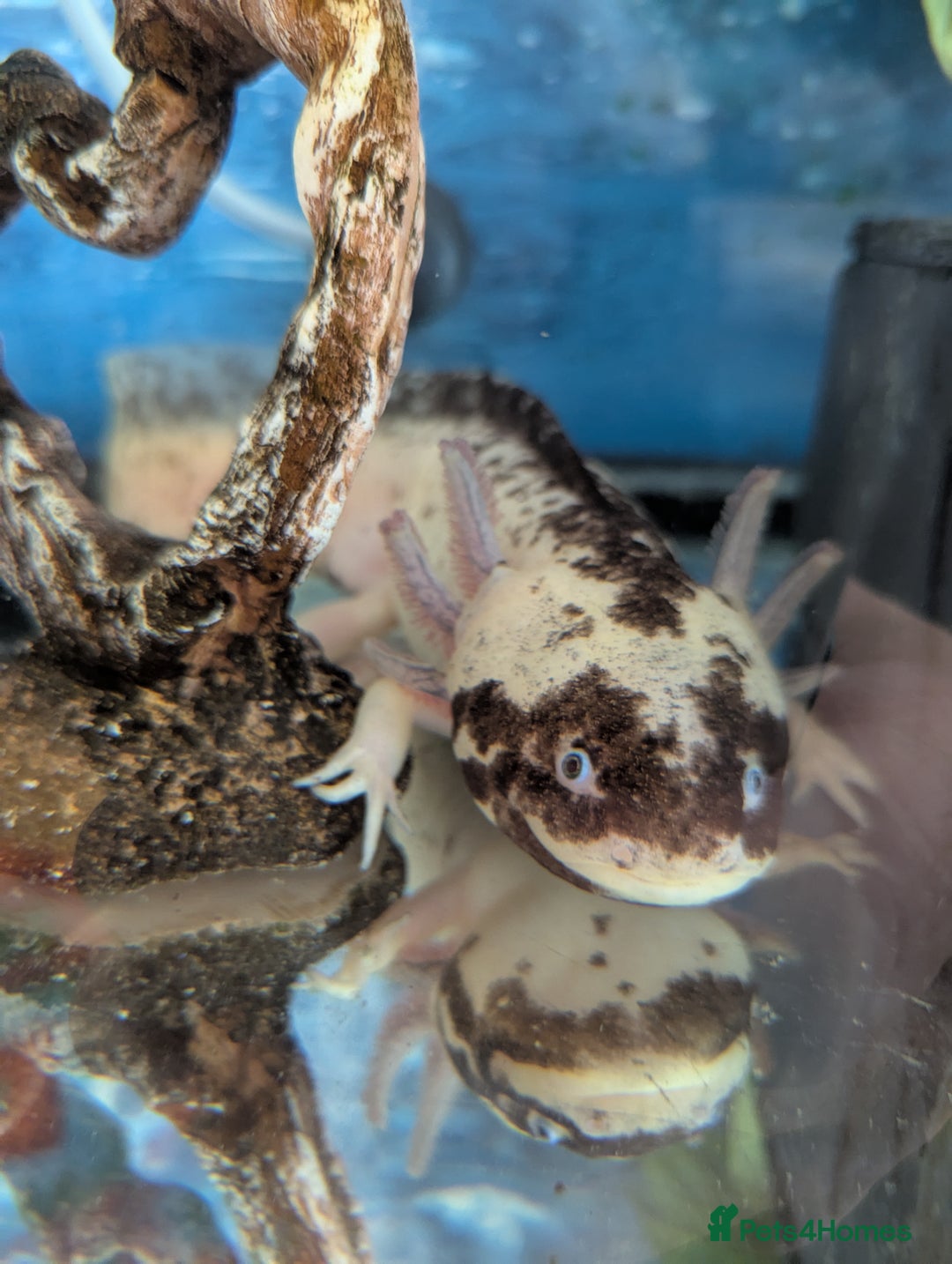 Axolotl reptiles for sale: Adult Axolotl with full setup - Image 1