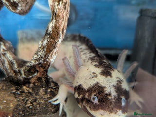 Axolotl reptiles for sale - Advert 1