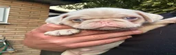 Pug dogs for sale: Prestige Pink Pug Puppies KC reg. Ready to leave - Advert 20
