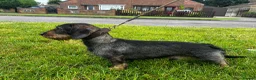 Dachshund dogs for sale: Working Wirehaired Dachshund pups - Advert 10