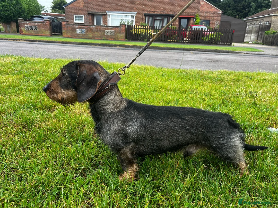 Dachshund dogs for sale: Working Wirehaired Dachshund pups - Advert 10