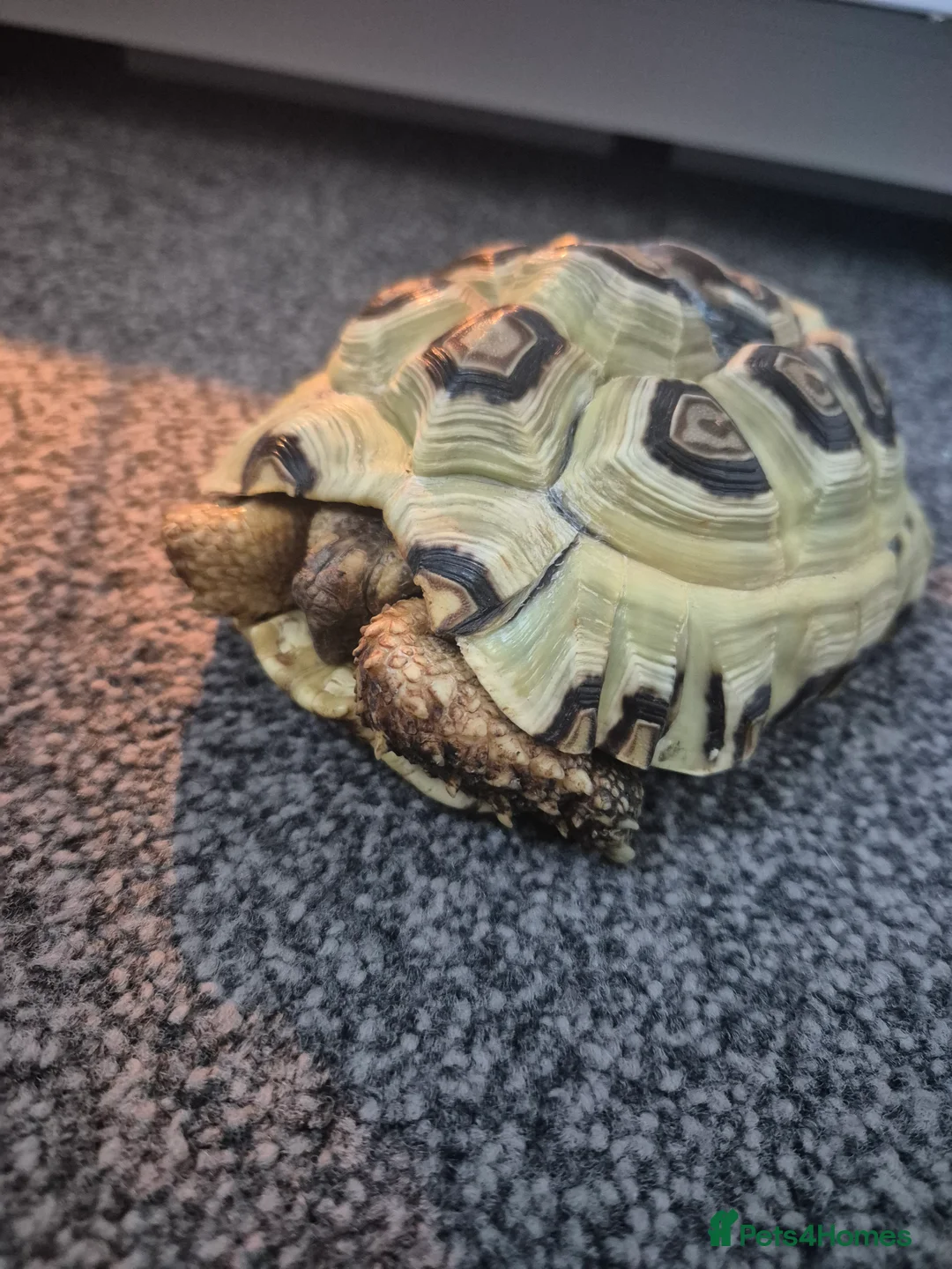 Tortoise reptiles for sale: Beautiful tortoise 🐢  - Advert 5