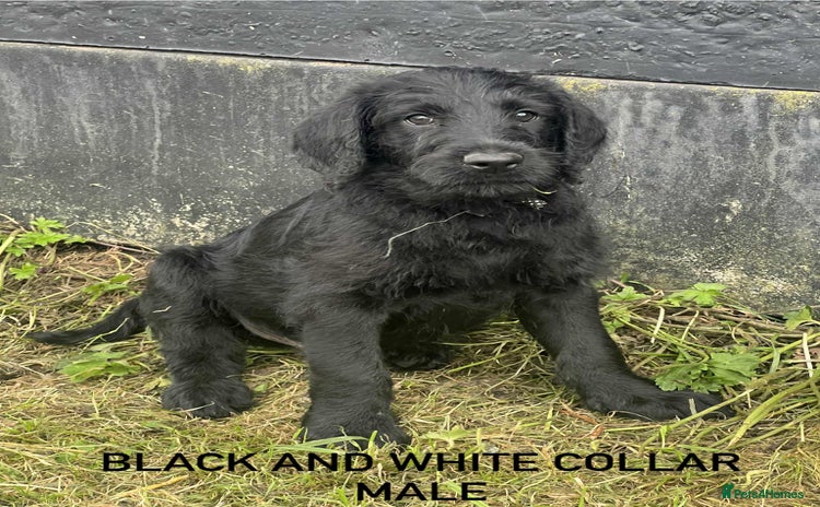 Labrador Retriever dogs - Advert 3