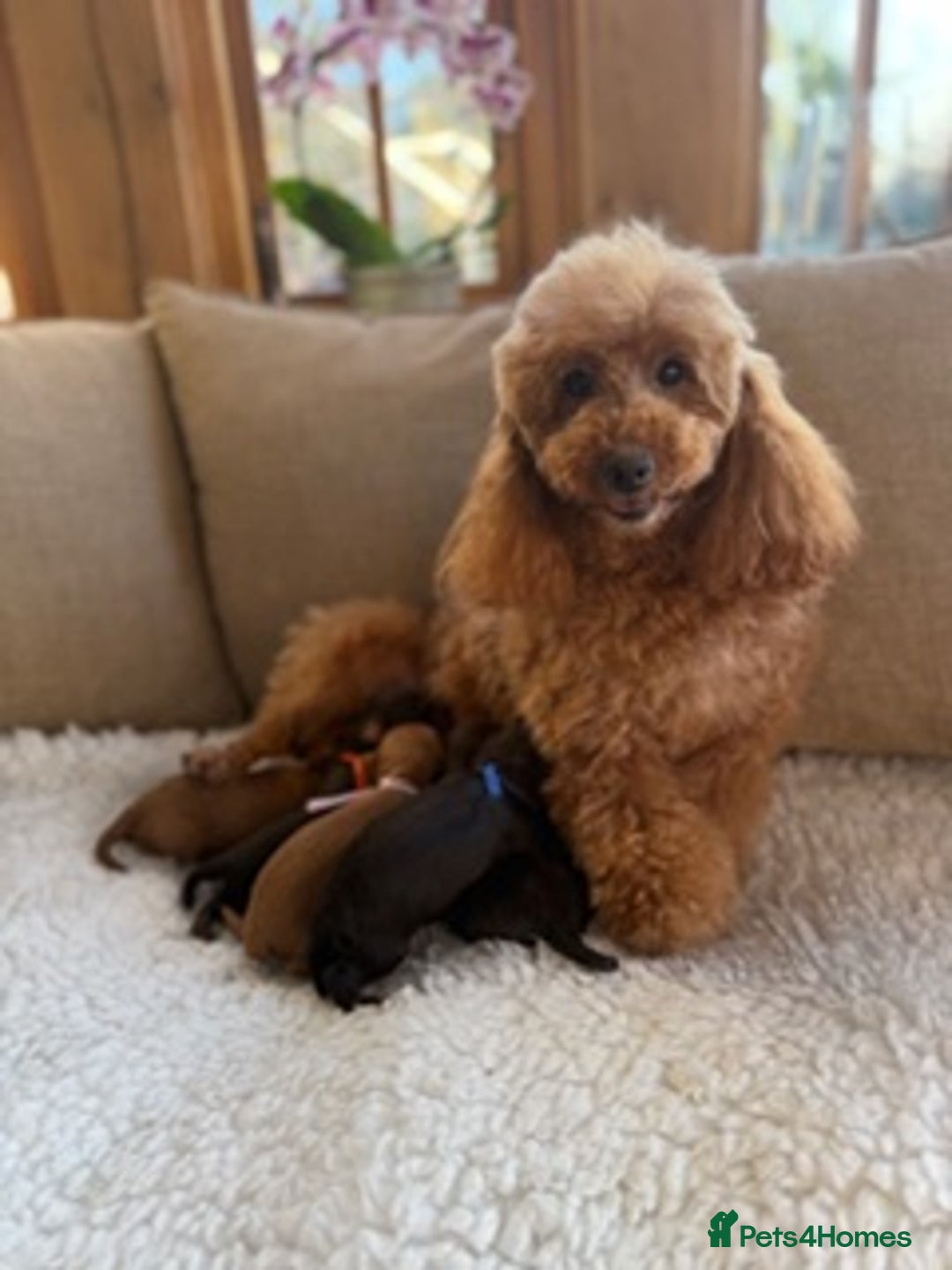 Cavapoo dogs for sale: F1 E ** tensively Health Tested Cavapoos - Advert 3