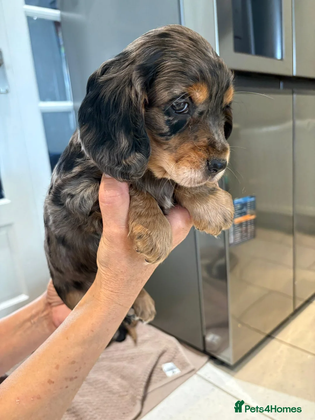 Cocker Spaniel dogs for sale: 100% Pedigree full show type DNA health tested  in Worksop - Advert 26