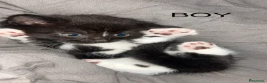Mixed Breed Kitten 1